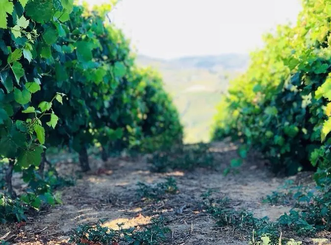 Quinta Pecêga - Al Couette-café