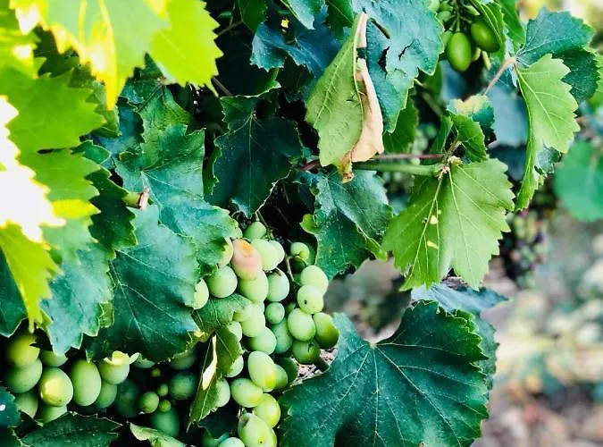 Quinta Pecêga - Al 3*